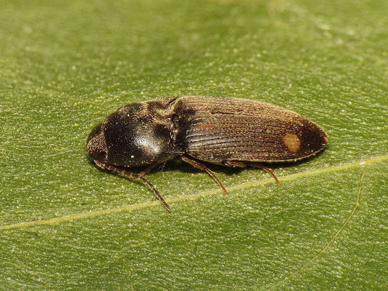 Eleteridae: Agriotes ?? No, Drasterius bimaculatus